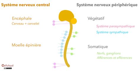 Organisation anatomique du système nerveux Le Celluloyd