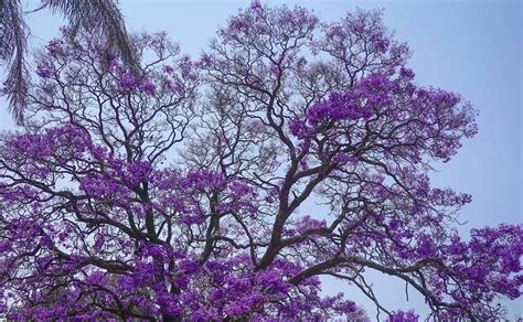 Propiedades De La Infusión De Jacaranda