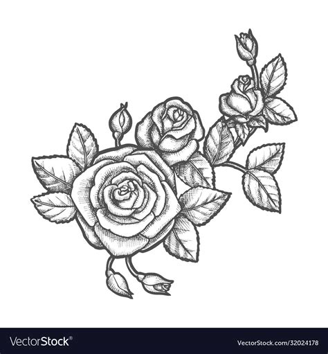 Tattoo with rose flower sketch plant Royalty Free Vector