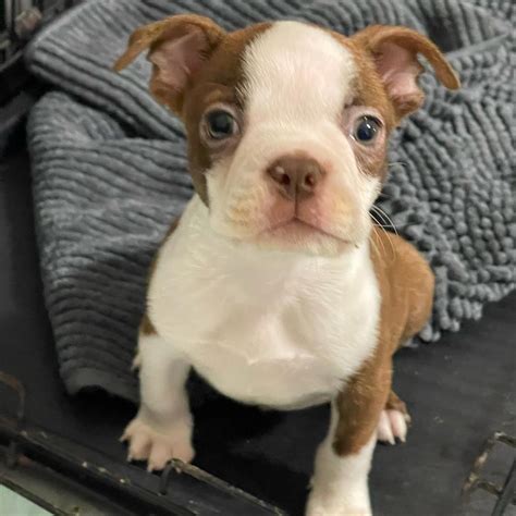 Boston Terrier For Sale In Jackson Petzlover