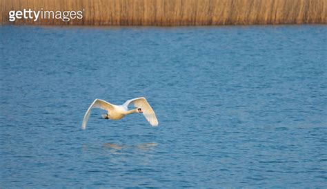 Swan Low Flying Over The Waters Of The Upper Zurich Lake Obersee