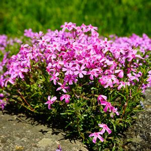 Moss Phlox - Garden Express