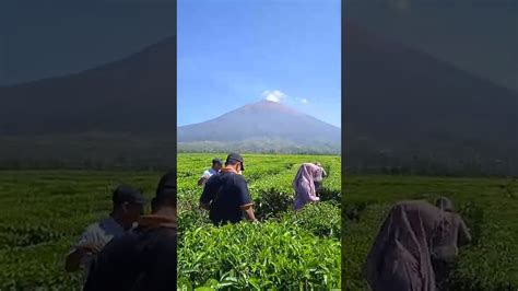 Chanel Takirobae Kebun Teh Kerinci 30 Maret 2022 Youtube