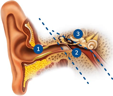 Anatomie des Ohres Portal für Ohrenhygiene Acerumen de