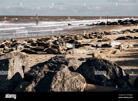 Seals sunbathing at Horsey Gap beach Norfolk Stock Photo - Alamy