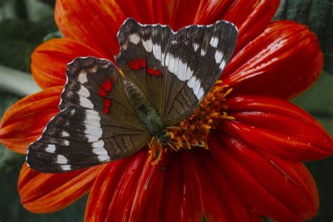 Borboleta Laranja Insetos Foto Gratuita No Pixabay Pixabay