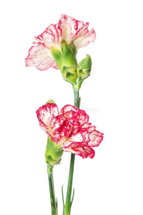 Long Stem Carnations White Stock Photos Free And Royalty Free Stock