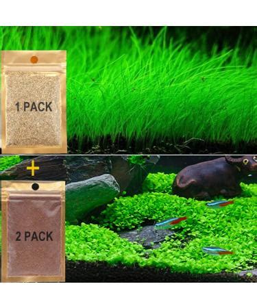 Live Aquarium Grass Seeds - Fast Growing Carpet & Mini Leaf Hair Grass for Freshwater Fish Tank