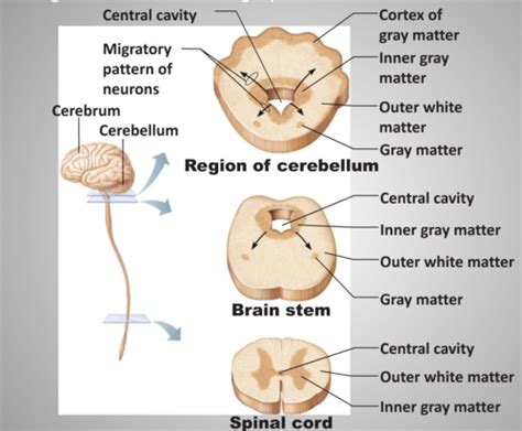 Ch The Central Nervous System Flashcards Quizlet