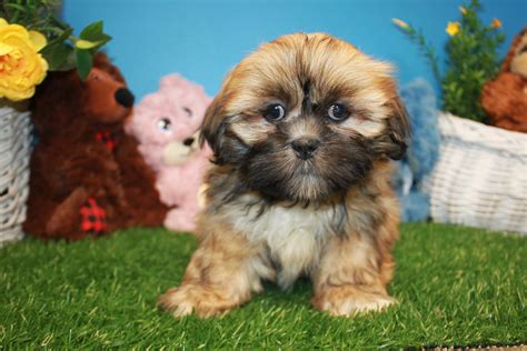 Lhasa Apso Puppies For Sale Long Island Puppies