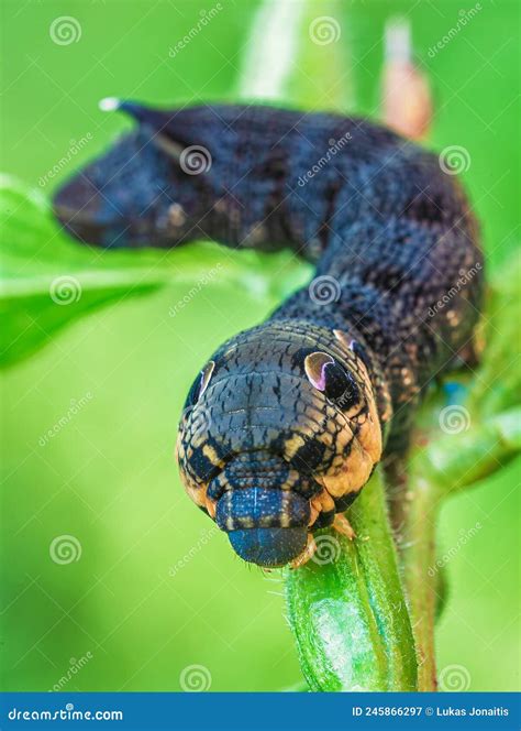 Elephant Hawk Moth Caterpillar Feeding on a Leaf Stock Image - Image of