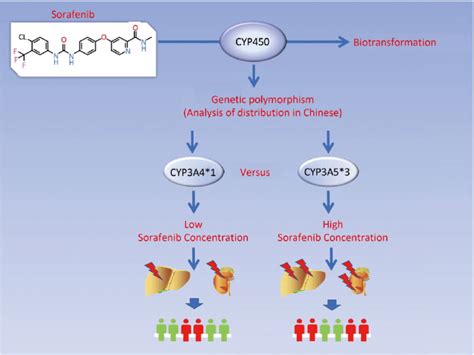 The Model Showing CYP Polymorphism Is Related With Sorafenib Induced