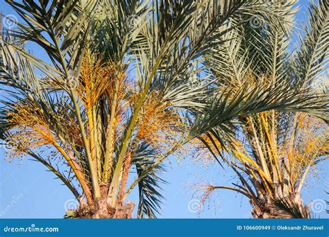 Date Palm Tree Stock Image Image Of Leaf Bunch Plant 106600949