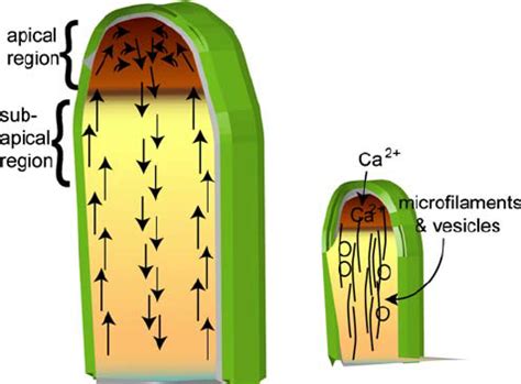 Cytoplasmic Streaming In Angiosperm Pollen Tubes A The Cylindrical