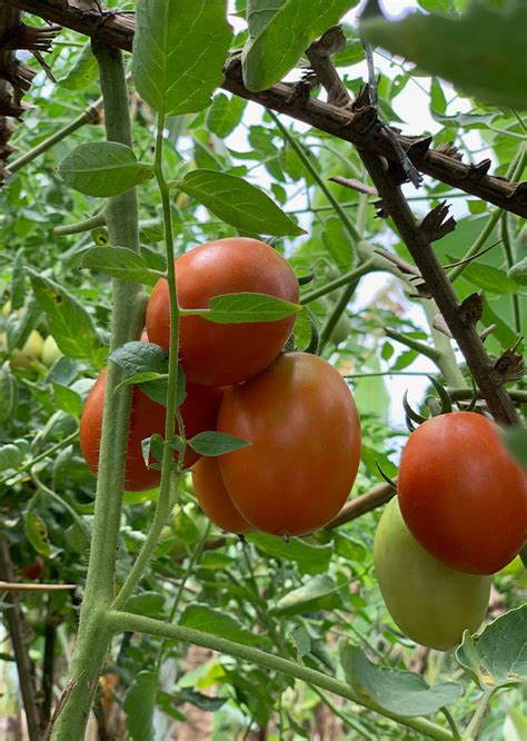 Solanum Lycopersicum