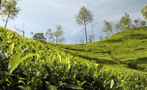 Assams Crisis Hit Tea Industry Welcomes Rs 550 Crore Budget Allocation