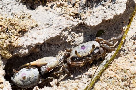 Sand Fiddler Crab Aka Uca Pugilato Stock Photo Image Of Marco Crust