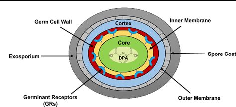 [PDF] Biomarkers of bacterial spore germination | Semantic Scholar