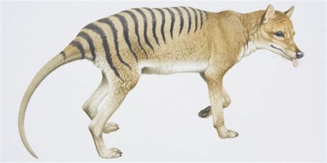 Is Tasmanian Tiger Really Extinct? Zoologists Have Their Doubts | HuffPost