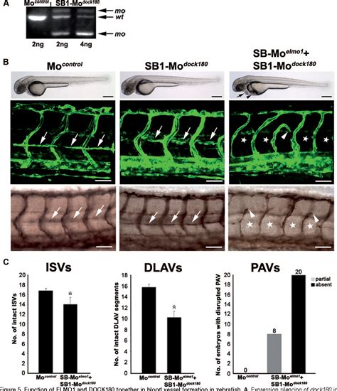 Figure 5 from The Rac1 Regulator ELMO1 Controls Vascular Morphogenesis ... 