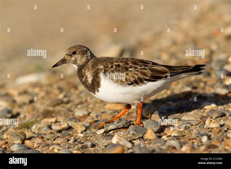 The Ruddy Turnstone Arenaria Interpres Is A Small Wading Bird One Of