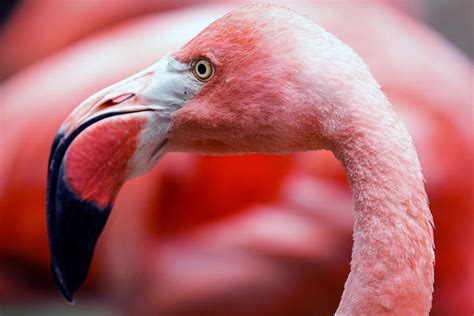 Pink Floyd A Flamingo On The Lam From A Kansas Zoo Since 2005 Is Seen