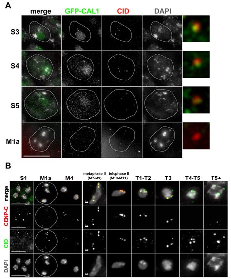 Cal1 And Cenp C Localization In Meiosis A Fixed Imaging Of Gfp Cal1