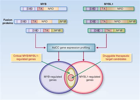 Figure From Adenoid Cystic Carcinoma Can Be Driven By Myb Or Mybl