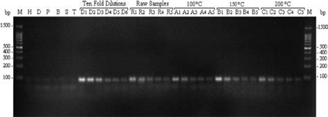 The Result Of Pcr Specificity And Sensitivity Test And Conventional Pcr