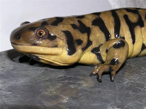 Tiger Salamander These Burrowing Salamanders Are Usually 6 8 Long