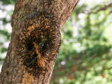 Colonia De Hormigas Voladoras En Un Rbol Hueco Primer Plano Masa De