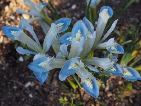 Iris Reticulata Frozen Planet Skalni Ky Jundrov