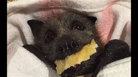 Bat Eats Fruit Feeding Addie Youtube