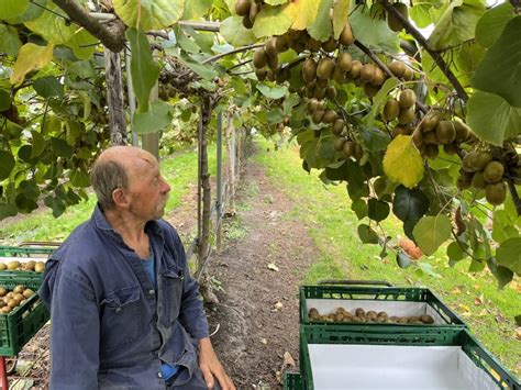 De Eerste Gele Kiwis Zijn Geoogst Boerderij Nieuw Slagmaat