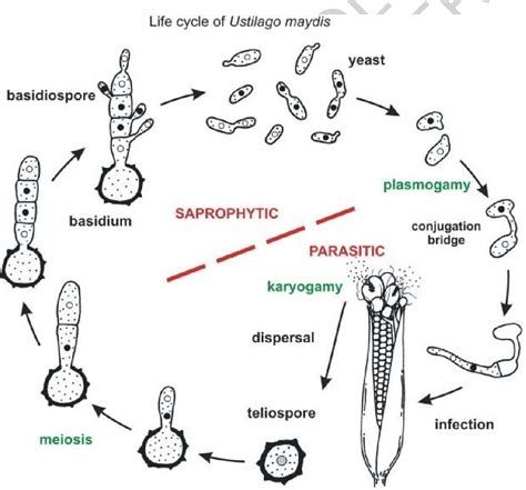 Figure 1 From DIVERSITY ECOLOGY AND SYSTEMATICS OF SMUT FUNGI