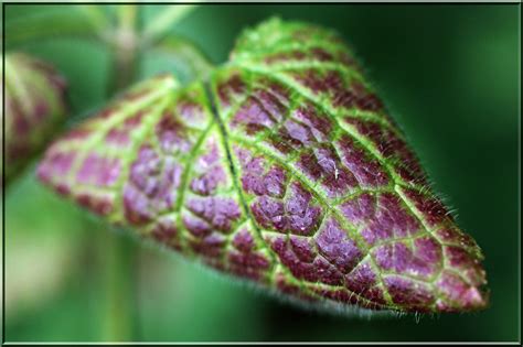 September Herbstblatt Der Planet Braucht Keine E Flickr