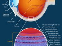 ideas de anatomia del ojo ocular en  anatomia del ojo