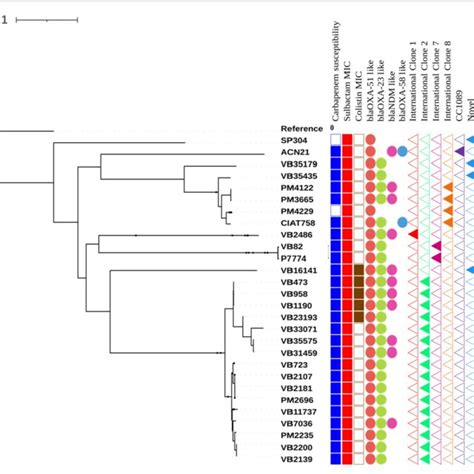 A Maximum Likelihood Phylogeny Tree Of 28 Whole Genomes Sequenced In This Download Scientific