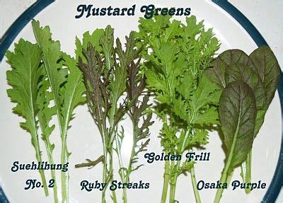 Mustard Greens Types