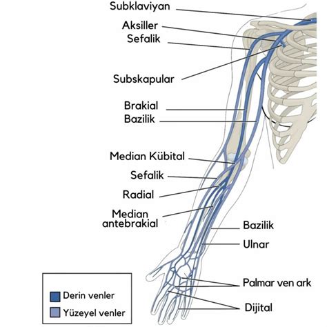 Üst Ekstremite Derin Ven Trombozu Acilci Net