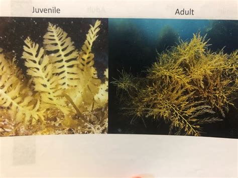 Brown Algae Flashcards Quizlet