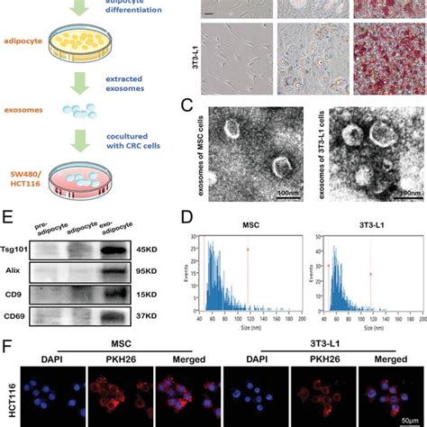 Coculture Model Of Adipose Exosomes And Crc Cells A Schematic Diagram