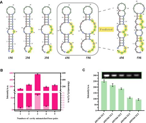 The feasibility of the cavity hairpin for TET detection. (A) The ... 