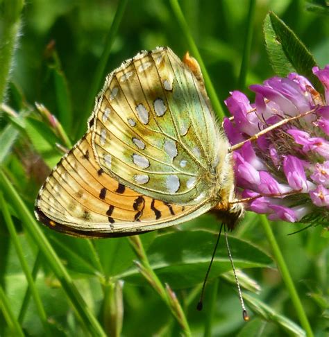 Speyeria Aglaja Dark Green Fritillary Adult Speyeria Agl Flickr