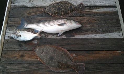 Delicious Fluke Striped Bass And Porgy Recipes