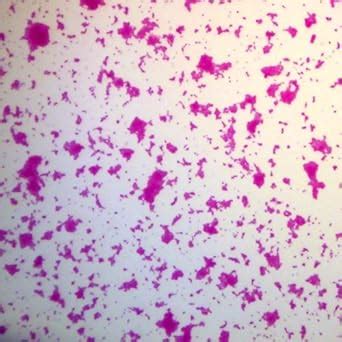 Amazon.com: Microscoccus luteus (Typical Coccus), w.m. Microscope Slide: Industrial & Scientific