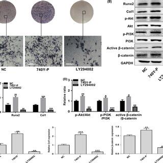 The Pi K Akt Catenin Pathway Positively Regulates Osteogenic