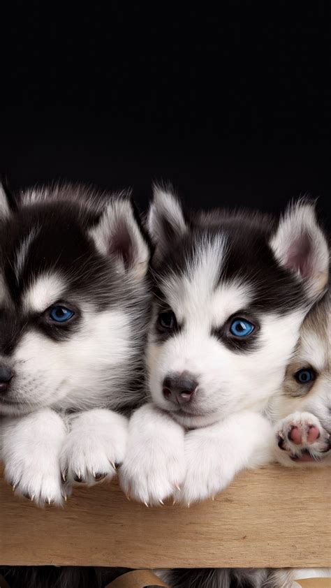 Cute Husky Wallpapers - Top Free Cute Husky Backgrounds - WallpaperAccess