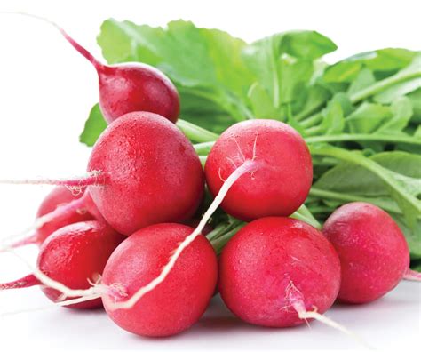 Radish-Bunch | CityGreen