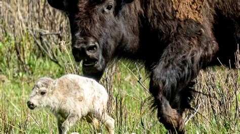 Rare white bison calf in Yellowstone park could fulfill prophecy ...